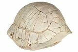 Inflated Fossil Tortoise (Stylemys) - South Dakota #192061-2